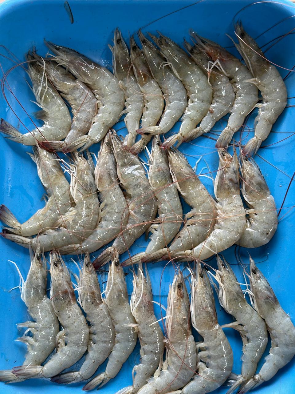 Prawns (lake) 100 count