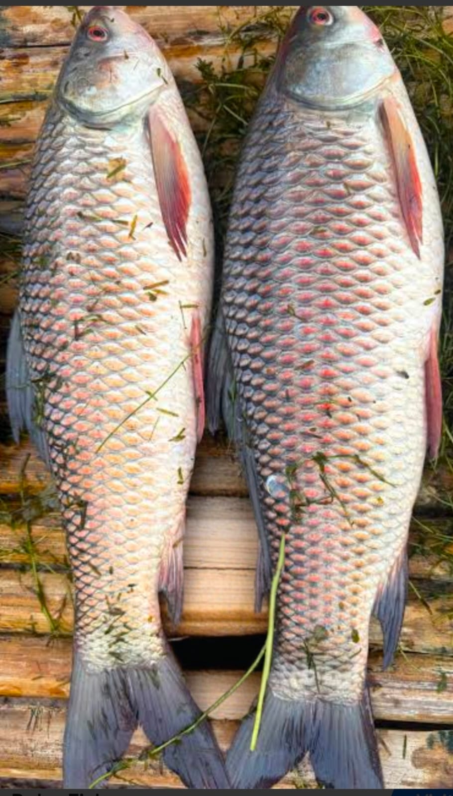 Rohu (Dead) from KOLLERU LAKE      BIG