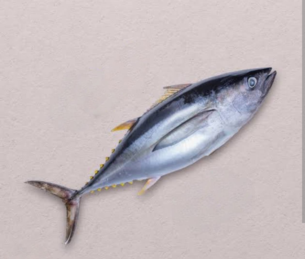 Tuna yellowFin     BIG