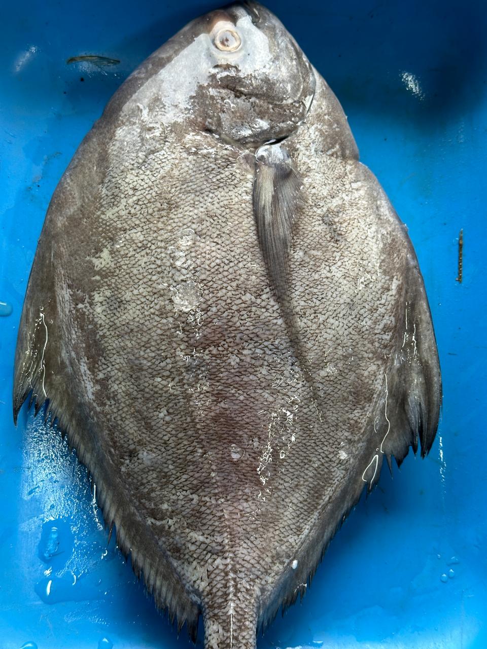 Black pomfret