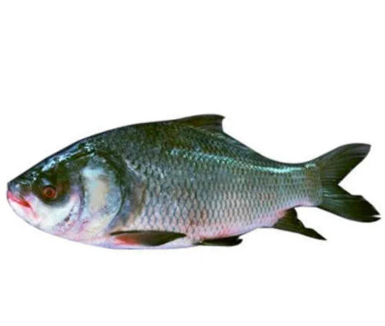 Catla (Dead) from KOLLERU LAKE     BIG