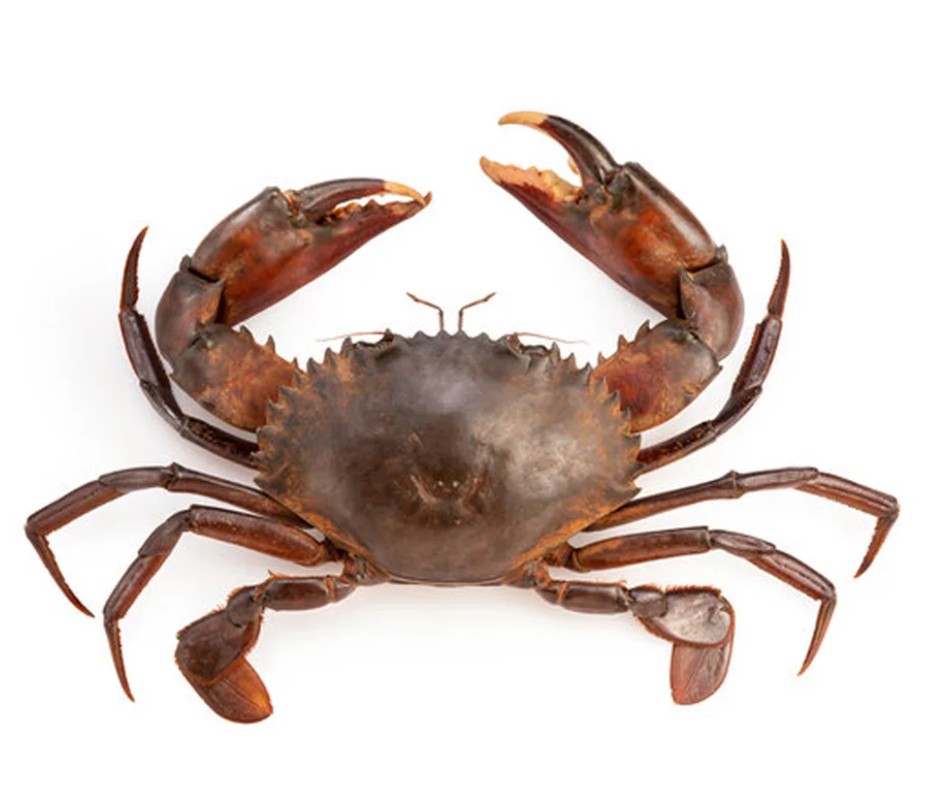Mud crabs